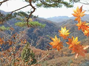 LOL最新標(biāo)配符文深度探索與解析