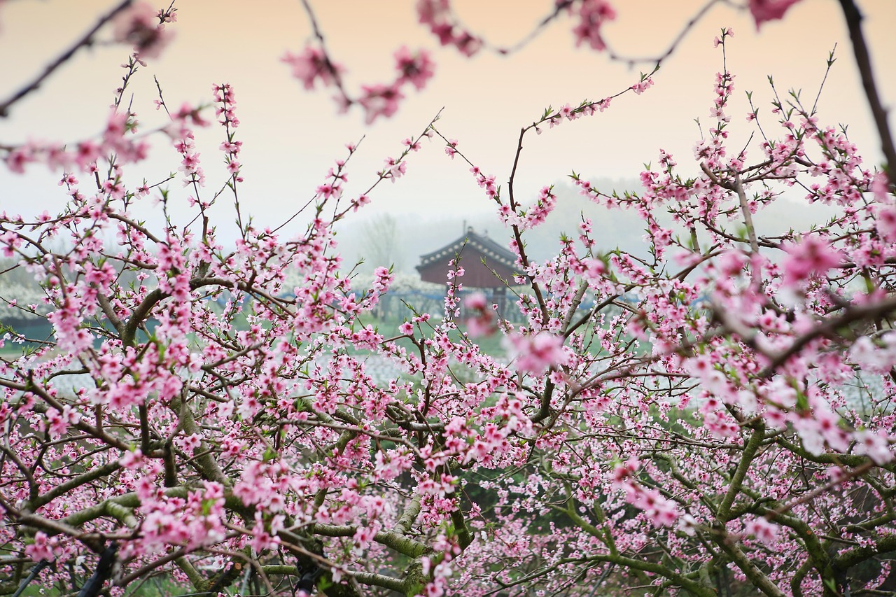 揭秘命運與桃花奧秘，桃運大相師在線閱讀