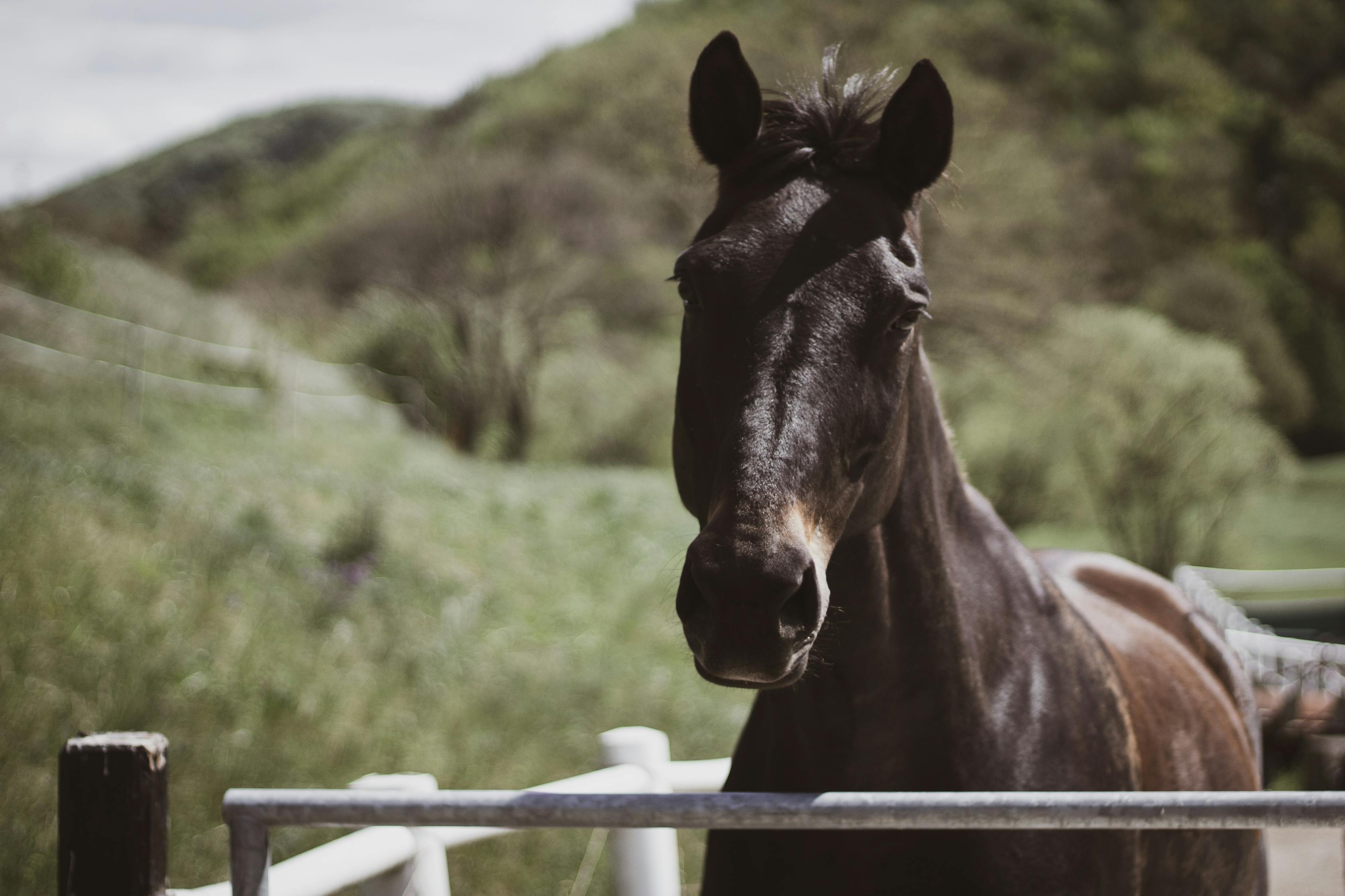 澳門特馬今期開獎結果查詢｜經(jīng)典解釋解析落實